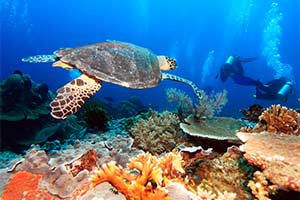 Hawksbill turtle swimming amongst coral