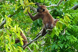 'Celebes Moor Macaque' monkeys